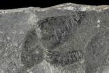 Two Rare Silurian Phyllocarid (Ceratiocaris) Fossils - Scotland #113115-1